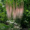 Eremurus Bungei